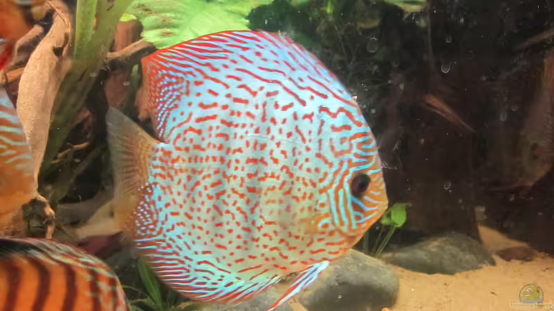 Besatz im Aquarium Diskus Traum # abgebaut# von Amamazonas Diskus (14)