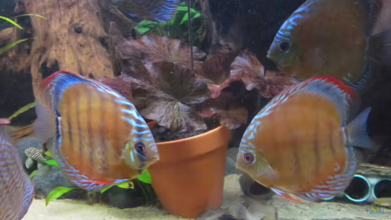 Besatz im Aquarium Diskus Traum # abgebaut# von Amamazonas Diskus (8)