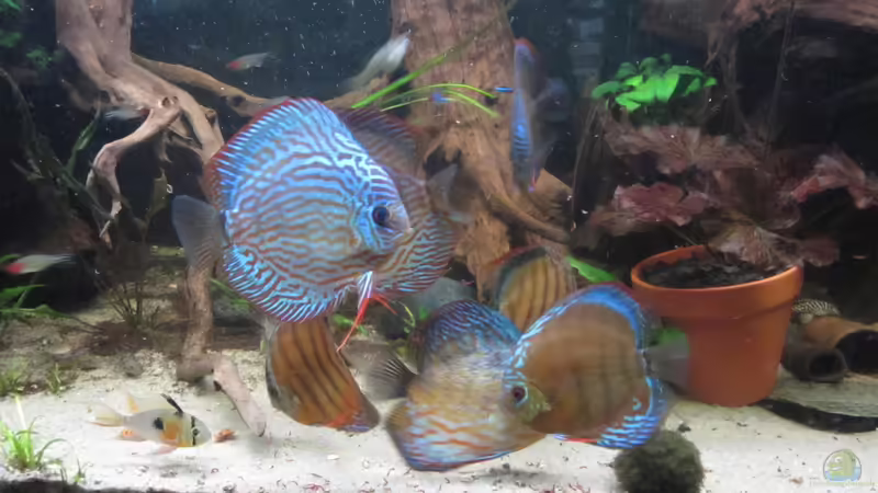 Besatz im Aquarium Diskus Traum # abgebaut# von Amamazonas Diskus (9)