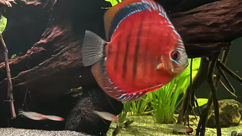 Besatz im Aquarium Diskus von andreas32 (10)