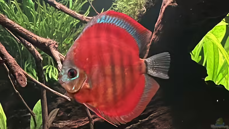 Besatz im Aquarium Diskus von andreas32 (11)