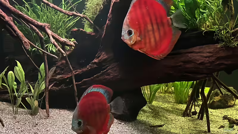 Besatz im Aquarium Diskus von andreas32 (12)