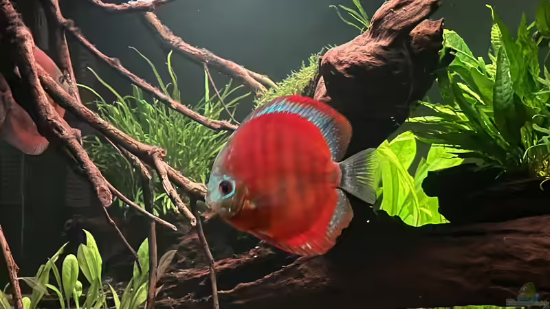 Besatz im Aquarium Diskus von andreas32 (13)