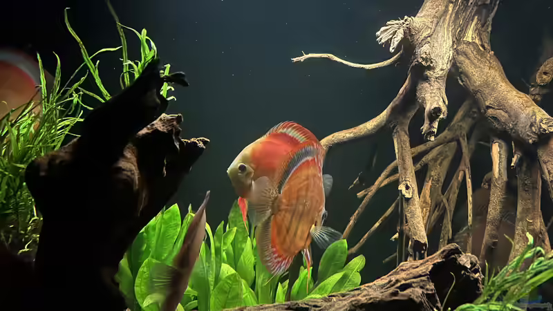 Besatz im Aquarium Diskus von andreas32 (15)