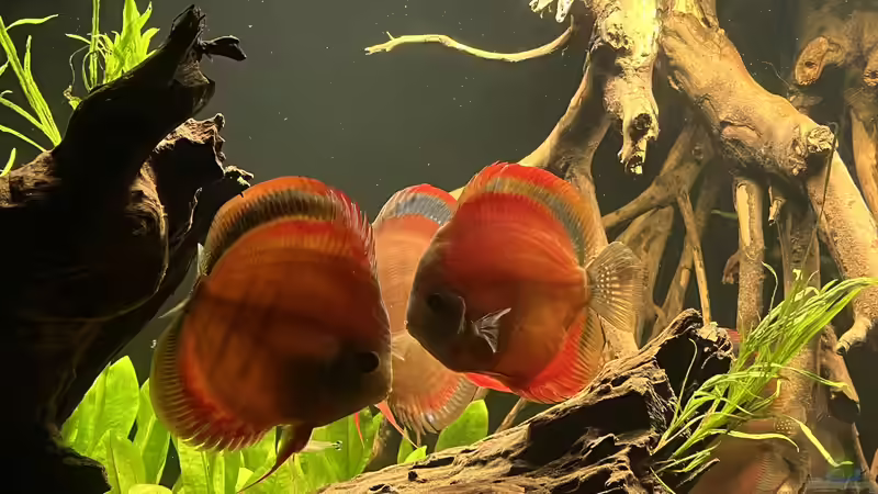 Besatz im Aquarium Diskus von andreas32 (16)