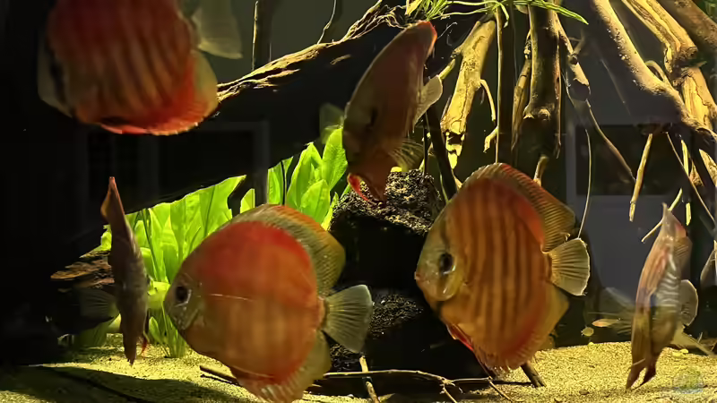 Besatz im Aquarium Diskus von andreas32 (17)