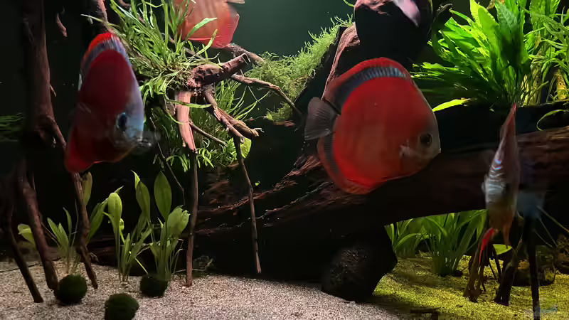 Besatz im Aquarium Diskus von andreas32 (18)