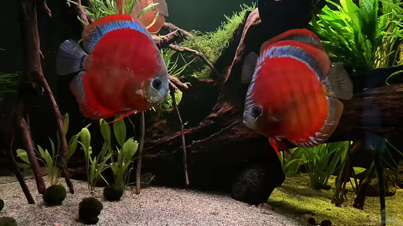 Besatz im Aquarium Diskus von andreas32 (19)