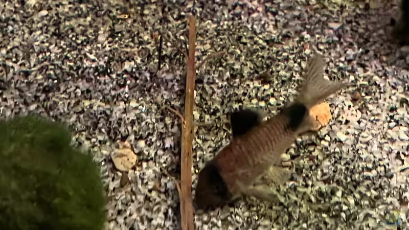 Besatz im Aquarium Diskus von andreas32 (20)