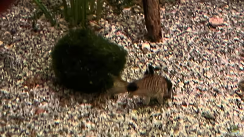 Besatz im Aquarium Diskus von andreas32 (21)