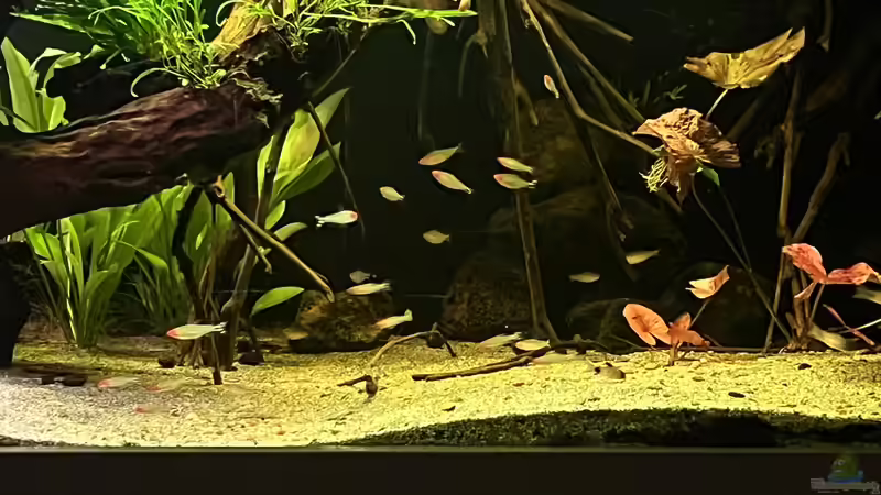 Besatz im Aquarium Diskus von andreas32 (22)