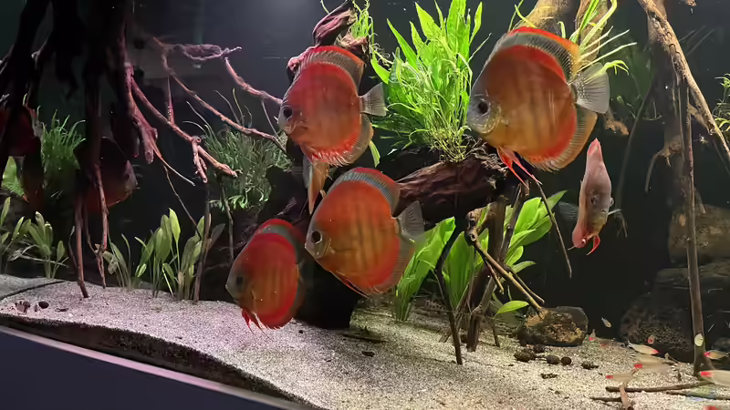 Besatz im Aquarium Diskus von andreas32 (7)