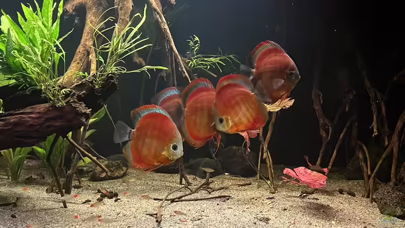 Besatz im Aquarium Diskus von andreas32 (8)