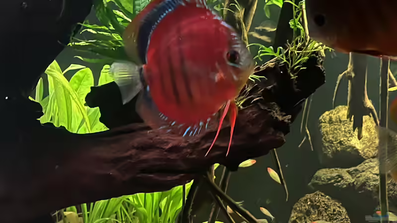 Besatz im Aquarium Diskus von andreas32 (9)