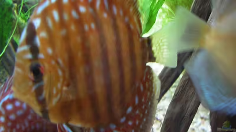 Besatz im Aquarium Diskus von Antje und Daniel (33)