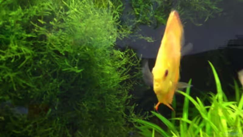 Besatz im Aquarium Diskus von Basstard (10)