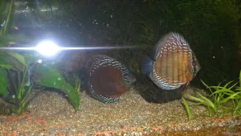 Besatz im Aquarium Diskus von Basstard (11)