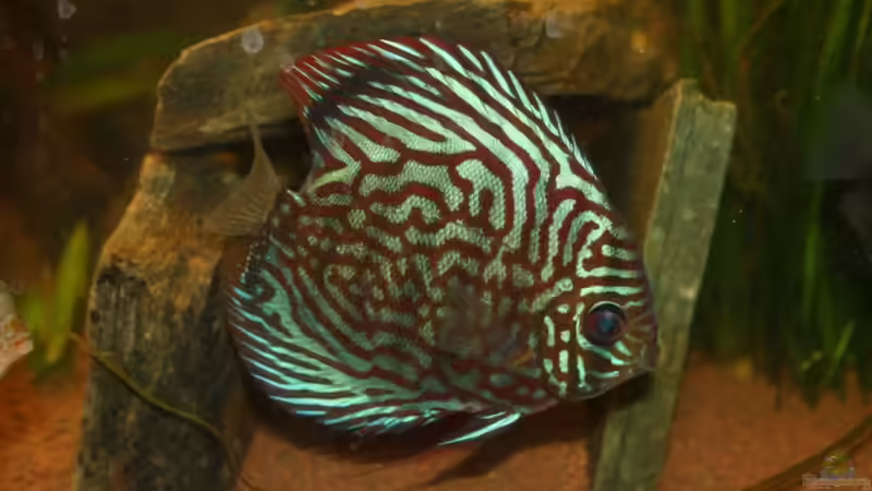 Besatz im Aquarium Diskus von Fenrier (10)