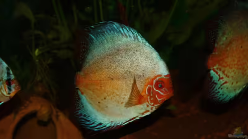 Besatz im Aquarium Diskus von Fenrier (12)