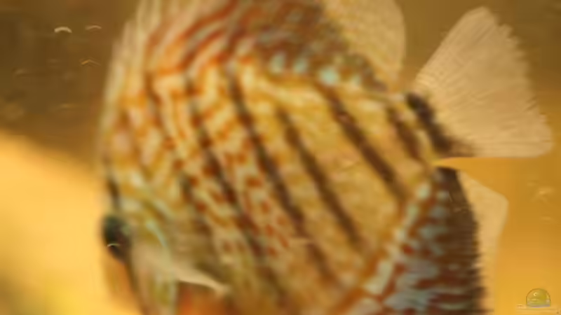 Besatz im Aquarium Diskus von Fenrier (14)