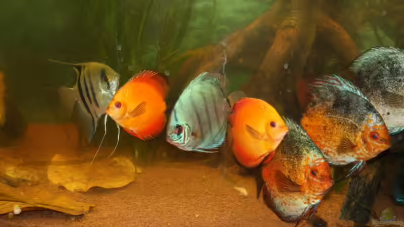 Besatz im Aquarium Diskus von Fenrier (15)