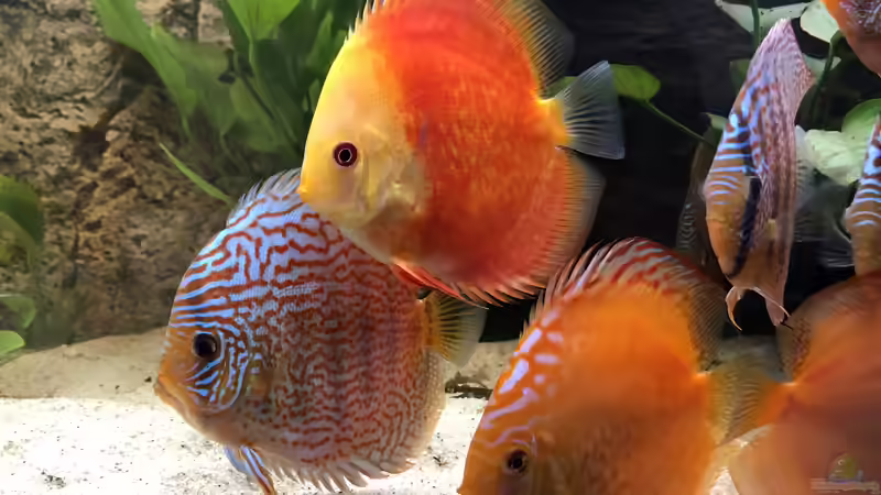 Besatz im Aquarium Diskus von Hippopotan (32)