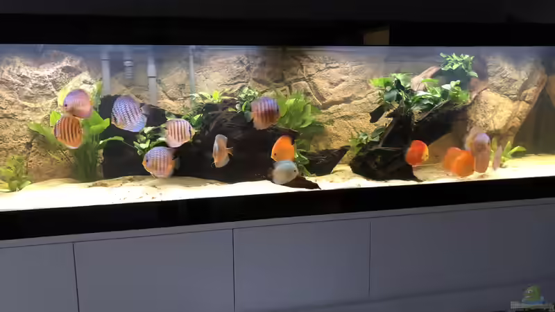 Besatz im Aquarium Diskus von Hippopotan (34)