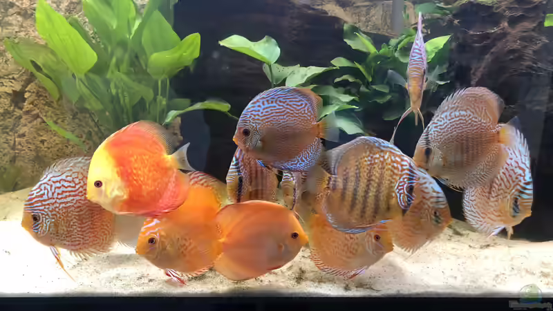 Besatz im Aquarium Diskus von Hippopotan (35)