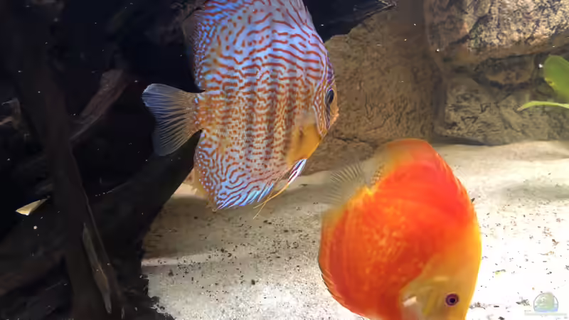 Besatz im Aquarium Diskus von Hippopotan (36)