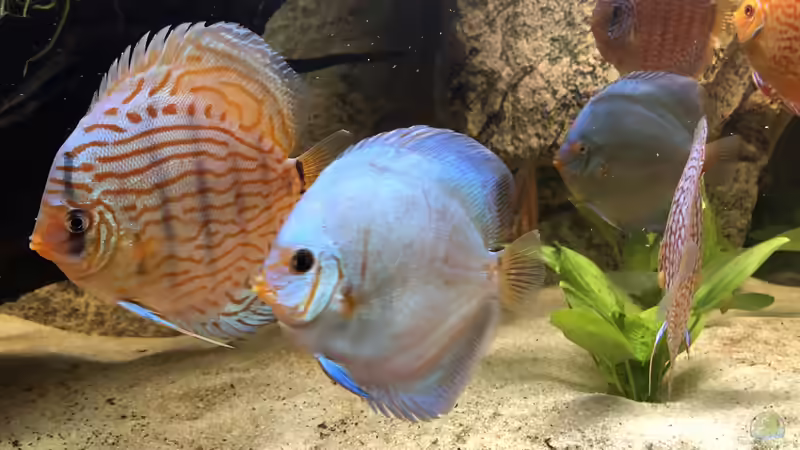 Besatz im Aquarium Diskus von Hippopotan (37)