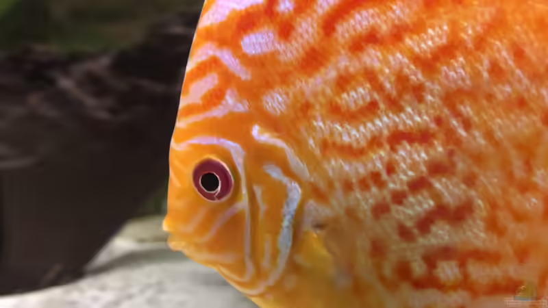 Besatz im Aquarium Diskus von Hippopotan (40)