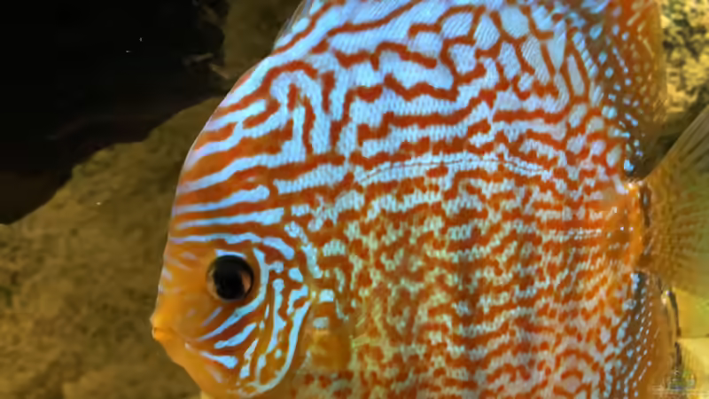 Besatz im Aquarium Diskus von Hippopotan (41)