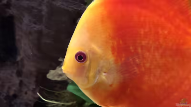 Besatz im Aquarium Diskus von Hippopotan (42)