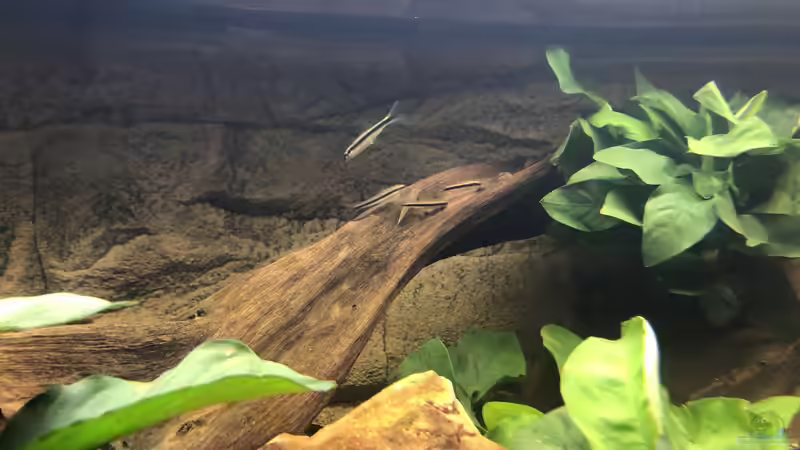 Besatz im Aquarium Diskus von Hippopotan (43)