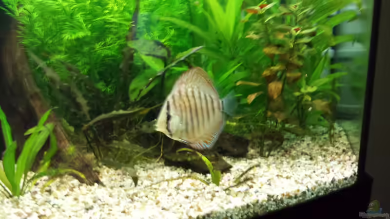 Besatz im Aquarium Diskus von Martin (11)