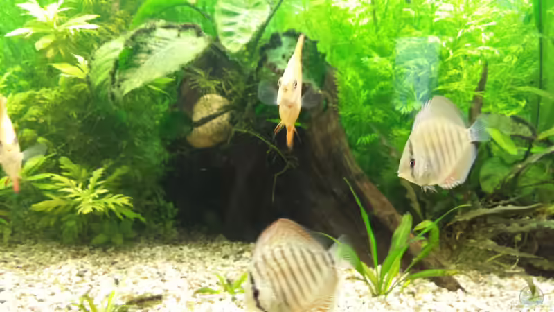 Besatz im Aquarium Diskus von Martin (12)