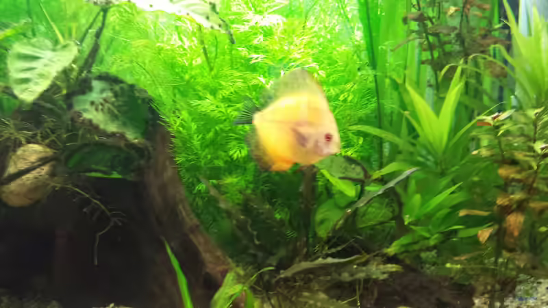 Besatz im Aquarium Diskus von Martin (13)