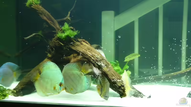 Besatz im Aquarium Diskus von me8210 (12)