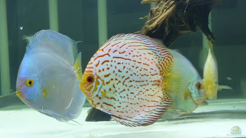 Besatz im Aquarium Diskus von me8210 (13)