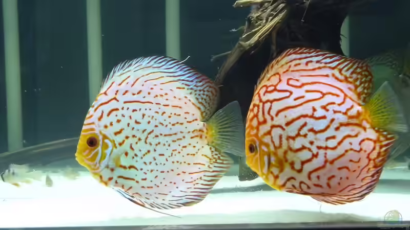 Besatz im Aquarium Diskus von me8210 (14)