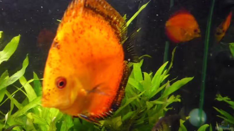 Besatz im Aquarium Diskus von Michi 82 (20)