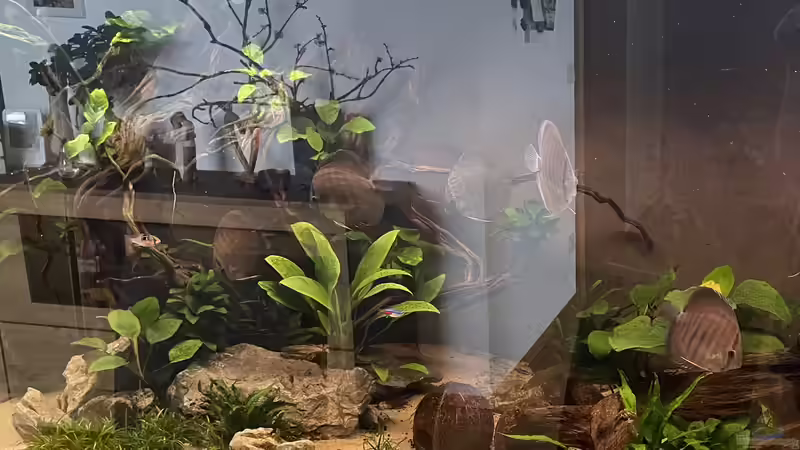 Besatz im Aquarium Diskus von Nick Fisher (17)