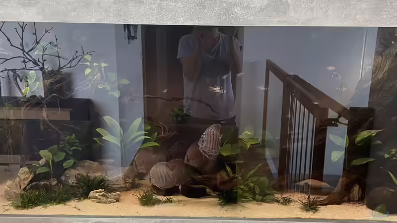 Besatz im Aquarium Diskus von Nick Fisher (18)