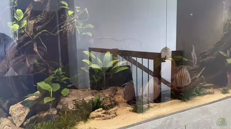 Besatz im Aquarium Diskus von Nick Fisher (19)