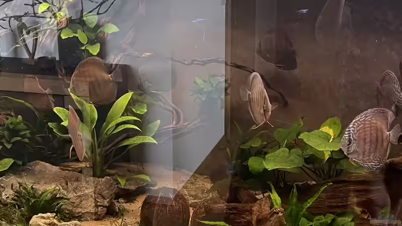 Besatz im Aquarium Diskus von Nick Fisher (20)