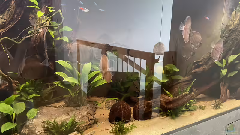 Besatz im Aquarium Diskus von Nick Fisher (21)