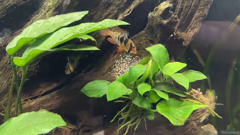 Besatz im Aquarium Diskus von Nick Fisher (22)