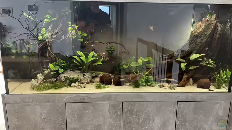 Besatz im Aquarium Diskus von Nick Fisher (23)