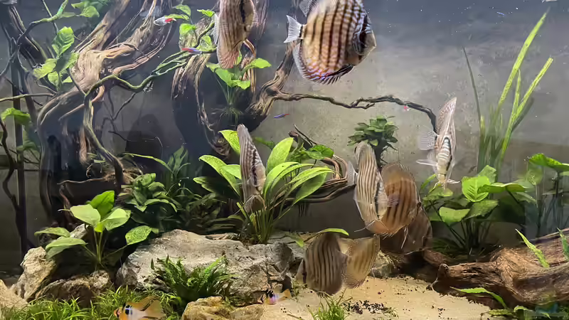 Besatz im Aquarium Diskus von Nick Fisher (24)