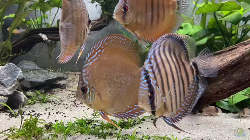 Besatz im Aquarium Diskus von Nick Fisher (27)